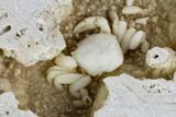 Fossil Crab (Potamon) Preserved in Travertine - Turkey #121370-4